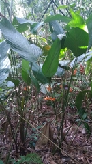 Stromanthe stromanthoides