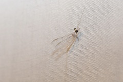 Maccaffertium terminatum terminatum