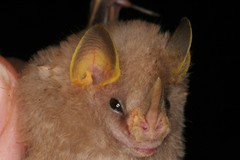 Mesophylla macconnelli