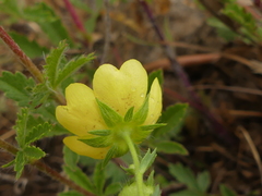 Potentilla pedata