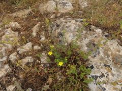 Potentilla pedata