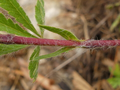 Potentilla pedata