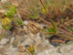 Potentilla pedata