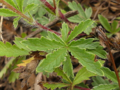 Potentilla pedata