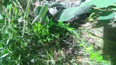 Cirsium remotifolium