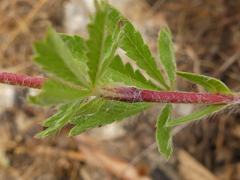 Potentilla pedata