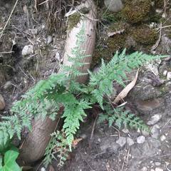 Asplenium adiantum-nigrum