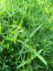 Rhinanthus serotinus