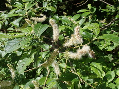 Salix appendiculata