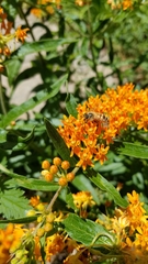 Apis mellifera