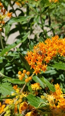 Apis mellifera