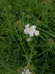 Achillea millefolium