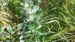 Cirsium remotifolium