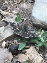 Muschampia floccifera
