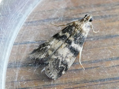 Euzophera pinguis