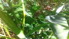 Cirsium remotifolium