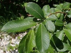 Salix appendiculata
