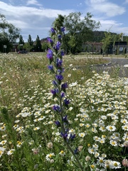 Echium vulgare