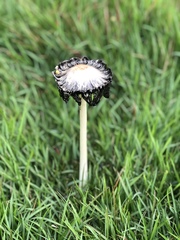 Coprinus comatus