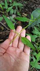 Lysimachia radicans