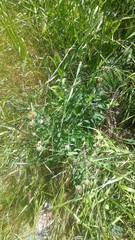 Cirsium remotifolium