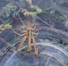 Euchorthippus elegantulus