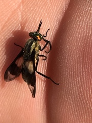 Chrysops relictus