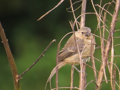 Sporophila nigricollis