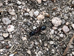 Camponotus herculeanus