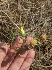 Xanthisma texanum drummondii