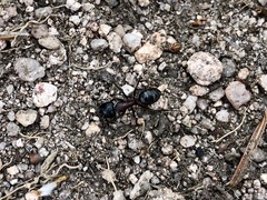 Camponotus herculeanus