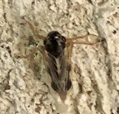 Evacanthus acuminatus