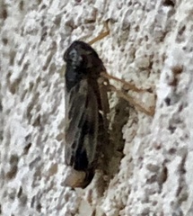 Evacanthus acuminatus