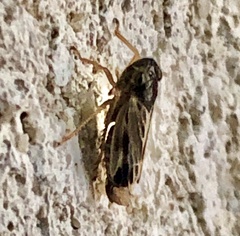 Evacanthus acuminatus