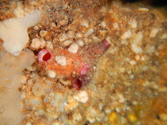 Pyura dura