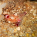 Pink-siphon Sea Squirt - Photo (c) Chris Taklis, some rights reserved (CC BY), uploaded by Chris Taklis