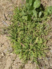 Horkelia clevelandii