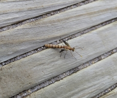 Megistopus flavicornis