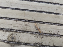Megistopus flavicornis