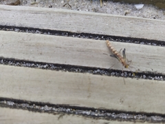 Megistopus flavicornis
