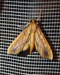 Anarmodia repandalis