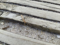 Megistopus flavicornis