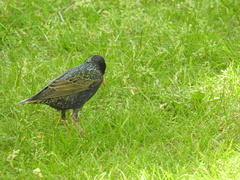Sturnus vulgaris