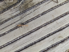 Megistopus flavicornis