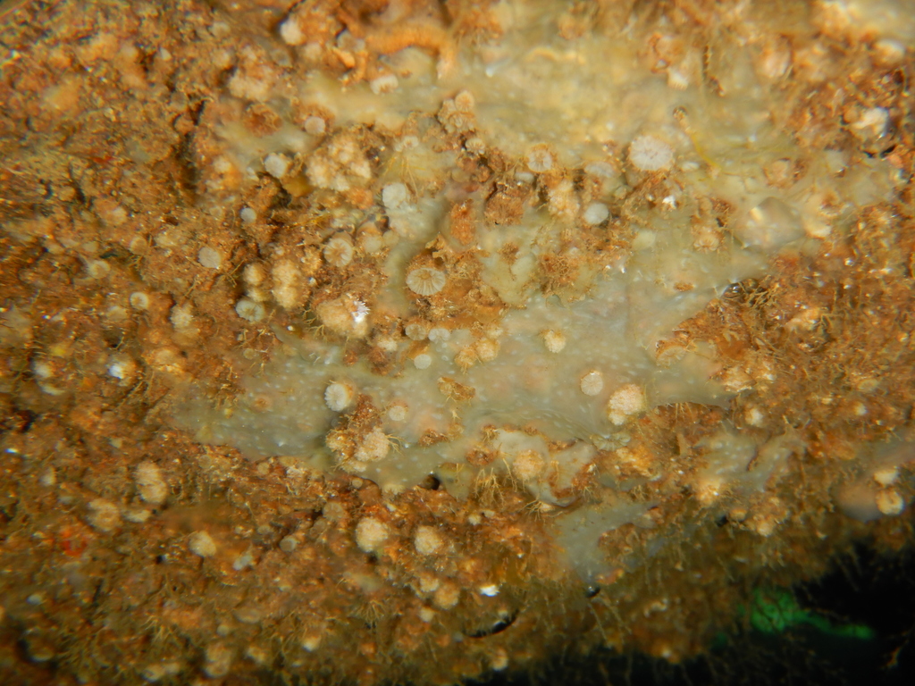 Weymouth carpet coral