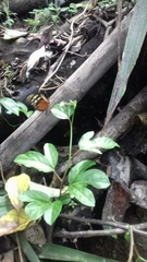 Heliconius hecale zuleika