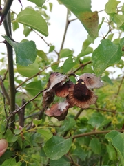 Solenosthedium bilunatum