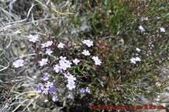 Limonium ilvae
