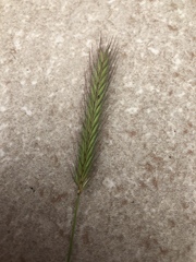 Hordeum pusillum