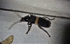 Chauliognathus tripartitus
